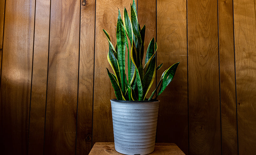 10 Best Plants for The Home Decor: Bring Nature Indoors